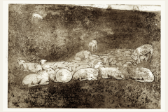 ets-Schapen-2023