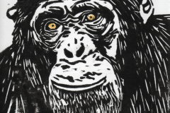 9-2025-Chimp-houtsnede