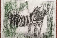zebras-scaled
