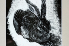 Haas van Dürer 2016
