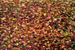 1_2012-herfst