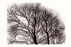 2012-Bomen-