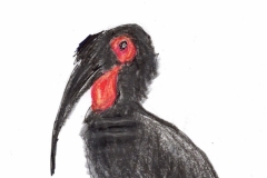 2013-Hoornraaf-Artis